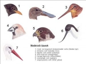 csortipusok