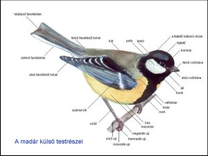 anatomia
