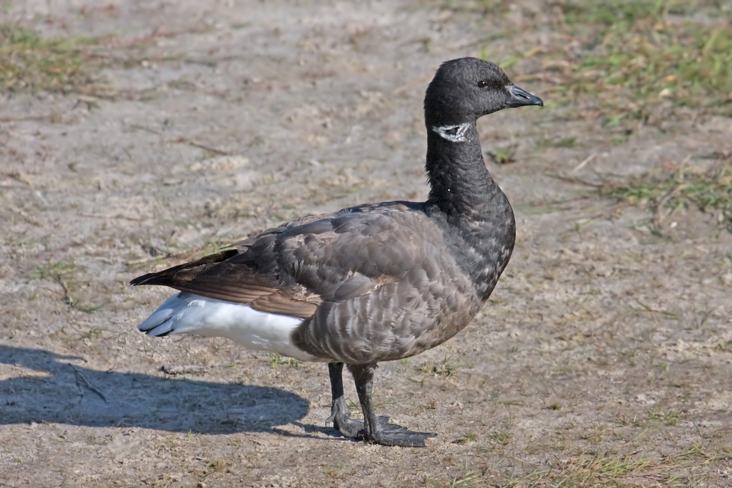 örvös lúd
