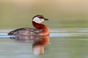 Podiceps grisegena
