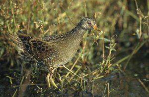 Pettyes vizicsibe