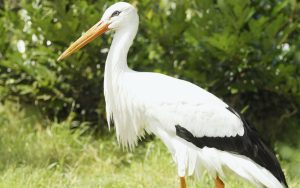 Költöző madarak képek fehér gólya
