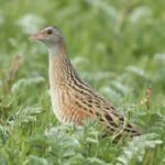 Év madara 2016