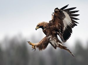 szirti sas