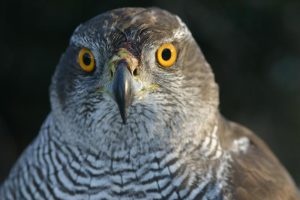A héja hangja – hogyan ismerhető fel ez a rejtőzködő ragadozó? Héja