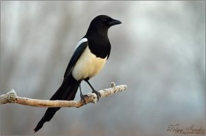 Szarka