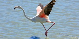Rózsás flamingó rózsás flamingó5