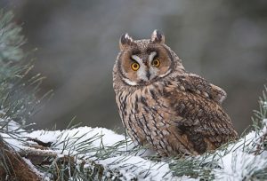Fülesbagoly hangja erdei fülesbagoly