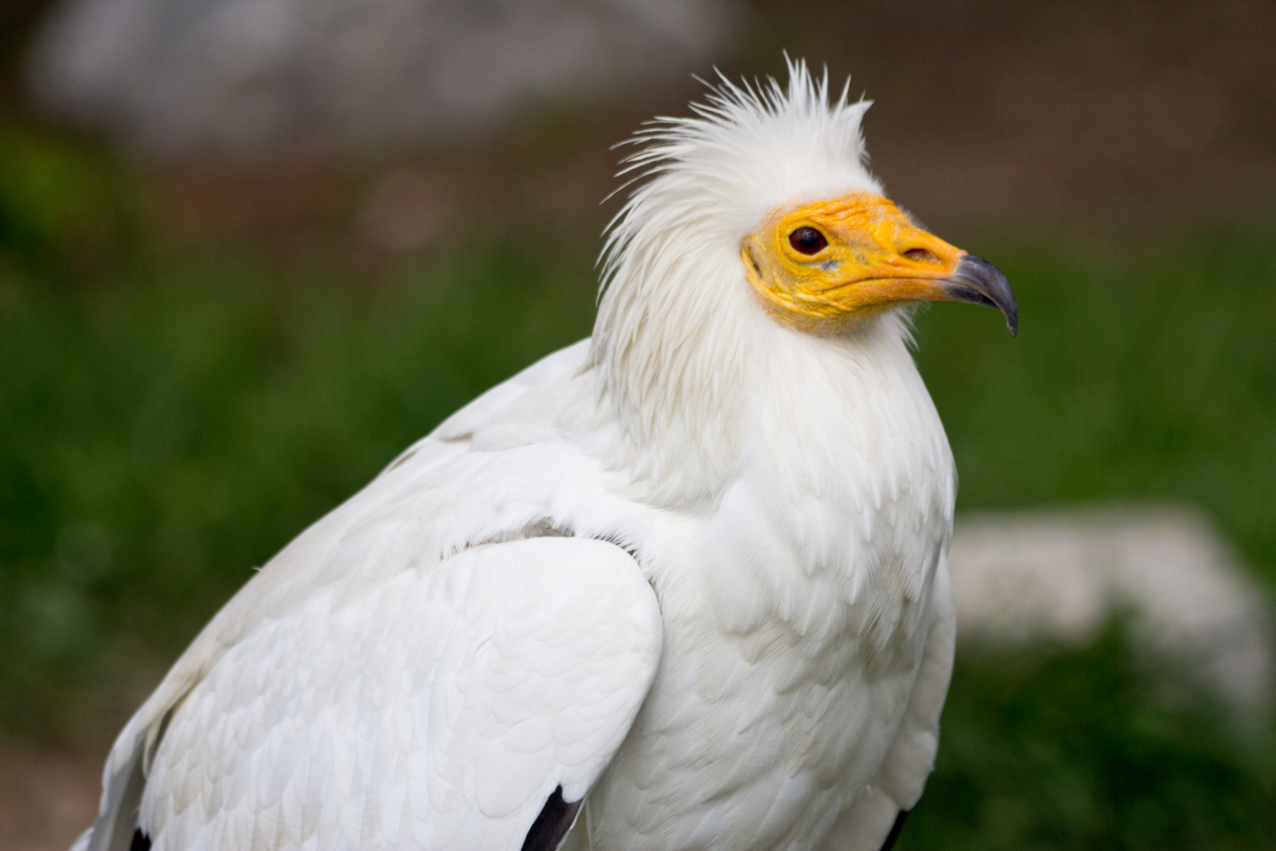 dögkeselyű