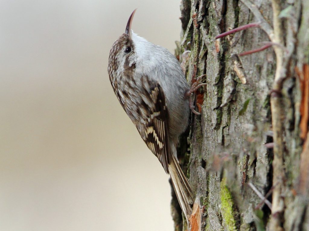 rövidkarmú fakusz (Certhia brachydactyla)