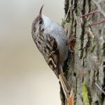 rövidkarmú fakusz (Certhia brachydactyla)