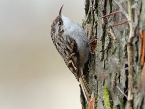 Rövidkarmú fakusz (Certhia brachydactyla) rövidkarmú fakusz (Certhia brachydactyla)
