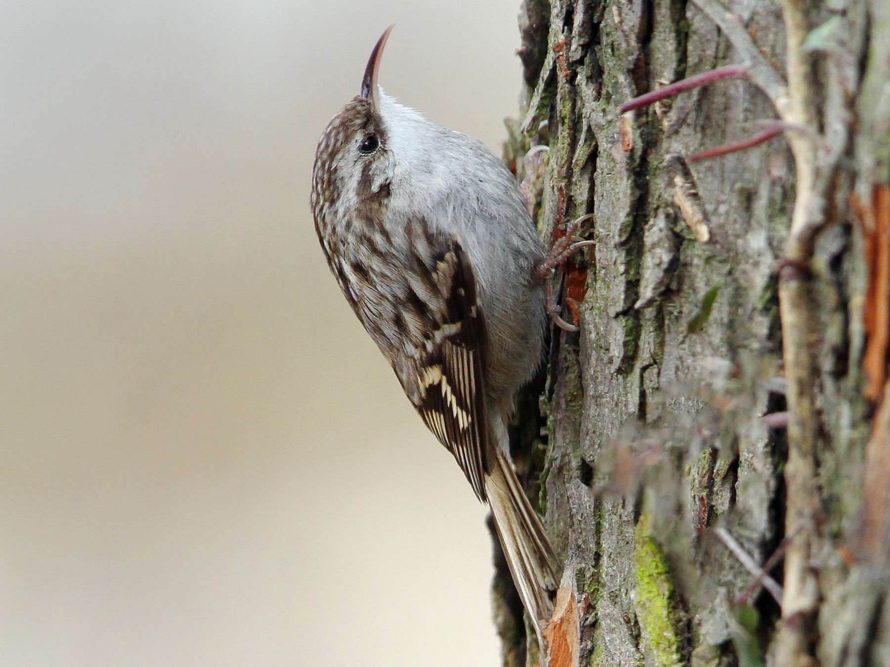 rövidkarmú fakusz (Certhia brachydactyla)