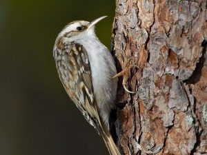 Hosszúkarmú fakusz (Certhia familiaris) hosszúkarmú fakúsz (Certhia familiaris)