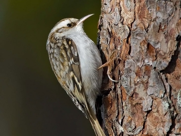 hosszúkarmú fakúsz (Certhia familiaris)