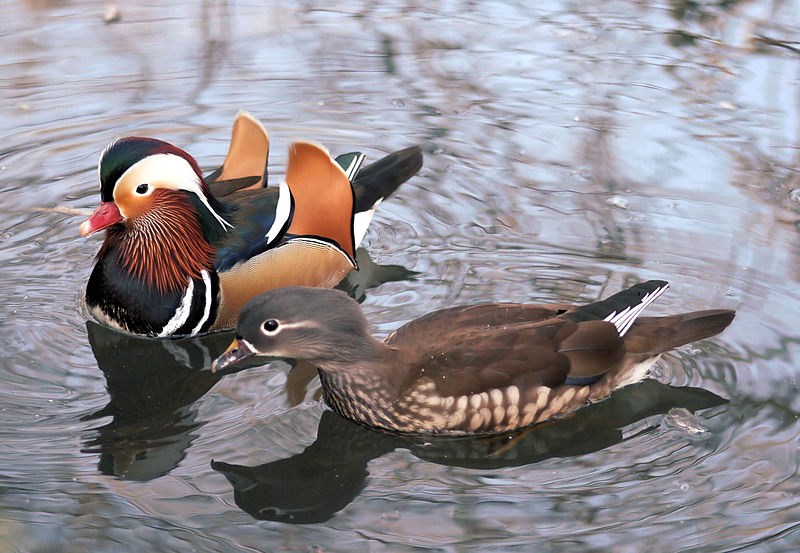 mandarin réce