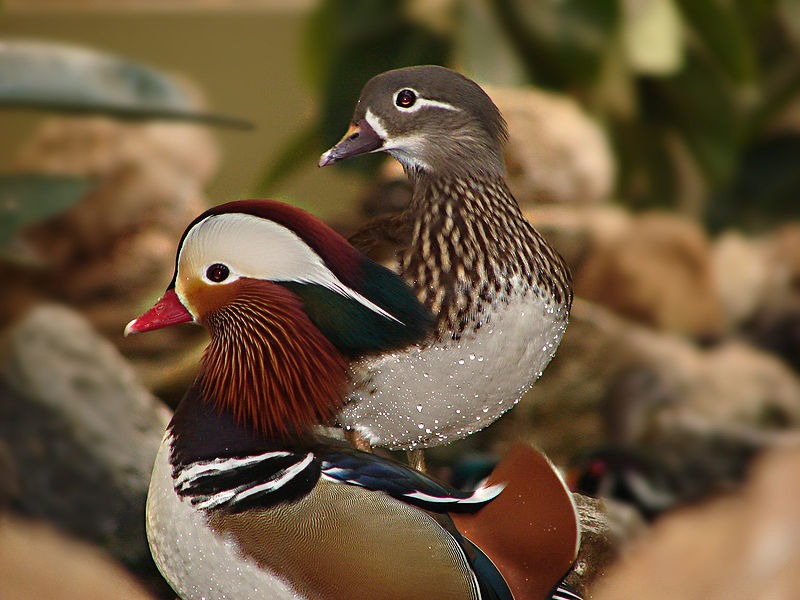 mandarin réce