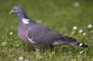 Örvös galamb költési ideje örvös galamb fészkelési ideje