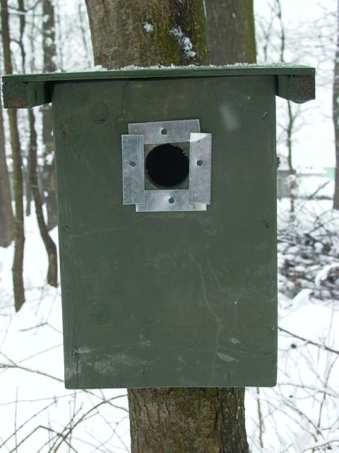 széncinege odú