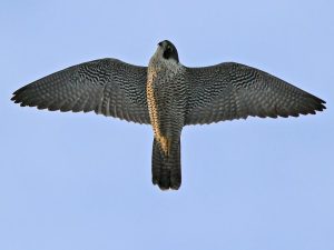 A vándorsólyom sebessége vándorsólyom sebessége
