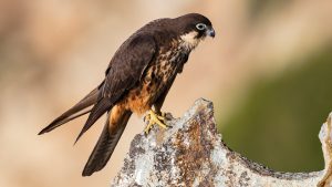 Eleonóra sólyom -Falco eleonorae Falco eleonorae