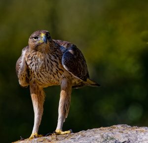 Héjasas vagy Bonelli-sas (Aquila fasciatus) Aquila fasciatus