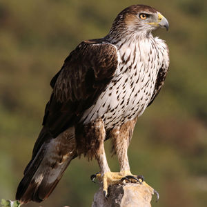Aquila fasciata Bonelli's Eagle