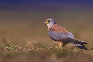 Fehérkarmú vércse (Falco naumanni) Falco naumanni