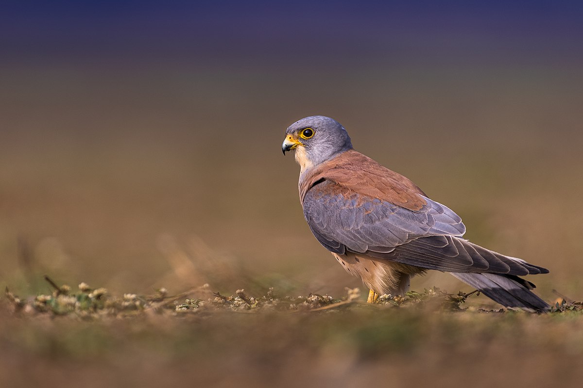 Falco naumanni