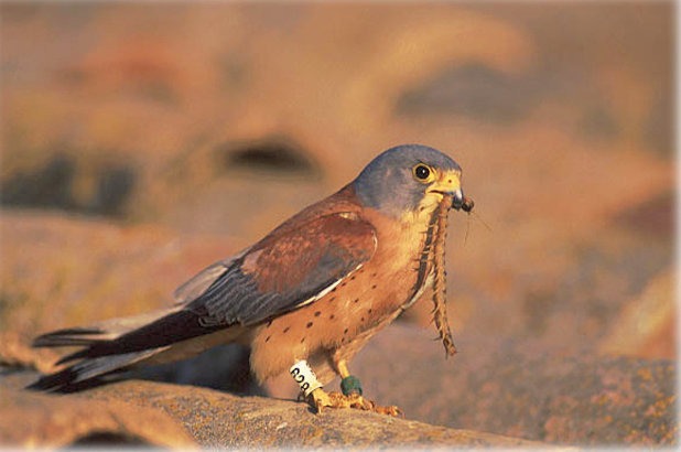 Falco naumanni