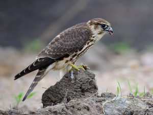Kis sólyom kis sólyom