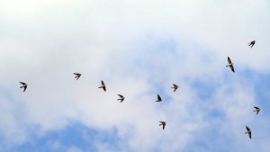 Fecske költöző madár: Érdekességek a füsti és molnárfecskék vándorlásáról fecske költöző madár