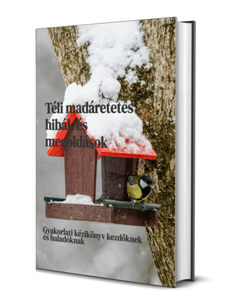 téli madáretetés